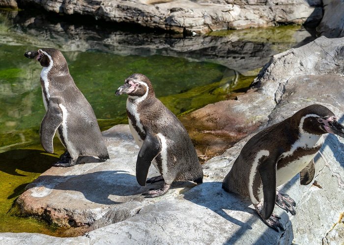 Saint Louis Zoo photo