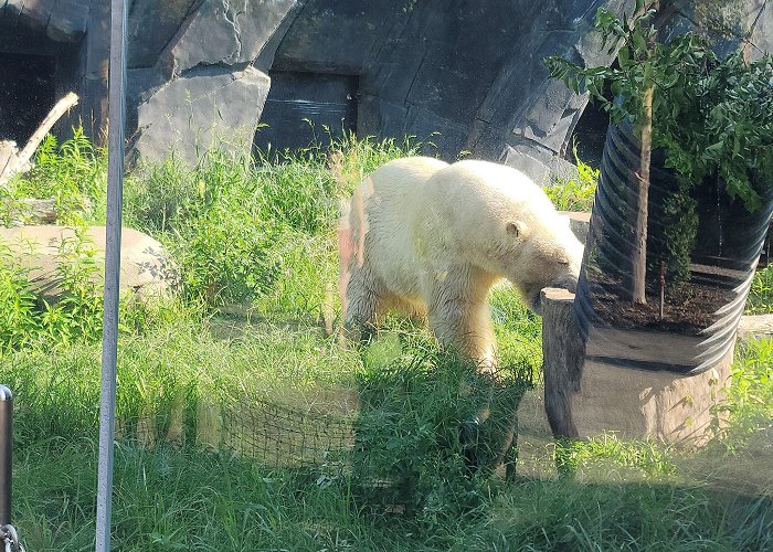 Saint Louis Zoo photo