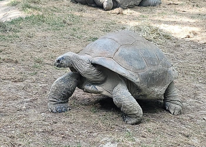 Saint Louis Zoo photo