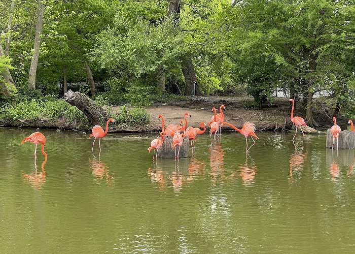 Saint Louis Zoo photo