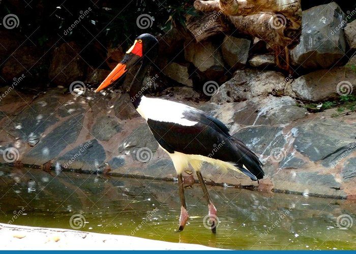 Palmitos Park Birds Exotic Close Up at Palmitos Park Maspalomas, Gran Canaria ... photo