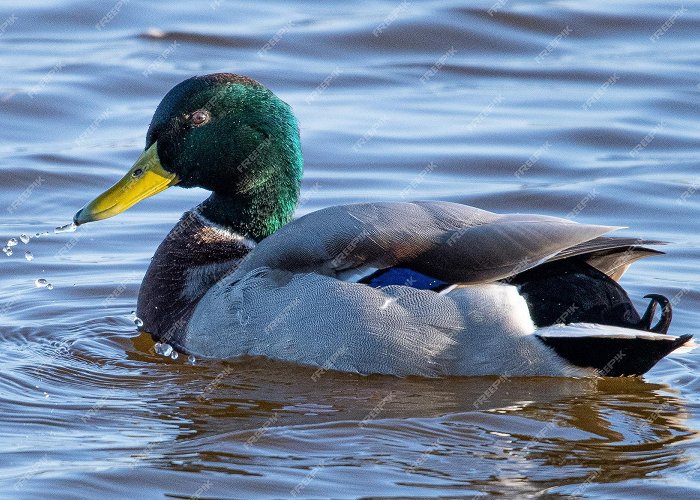 Aiguamolls de l'Empordà Premium Photo | Anas platyrhynchos male is a mediterranean duck ... photo