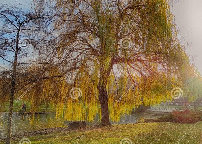 Yamaguchi Park Big Tree Yamaguchi Park in Pamplona Navarre Spain Stock Photo ... photo