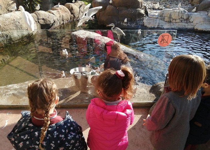 Barcelona Zoo THE PENGUINS OF JOAN BAPTISTA SCHOOL VISIT THE ZOO | Zoo Barcelona photo