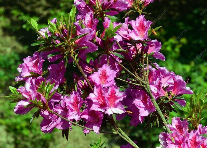 University of the Basque Country Premium Photo | Azalea japonica hino crimson arboretum of the ... photo