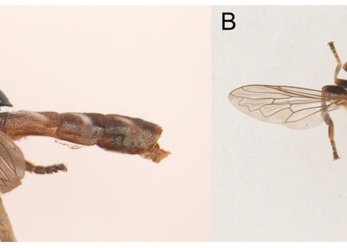 La Laguna Insects | Free Full-Text | Are Appearances Deceiving? Morpho ... photo