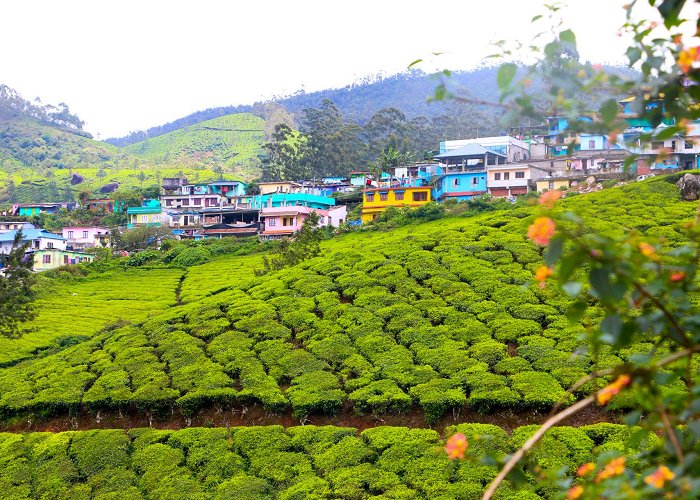 Munnar photo