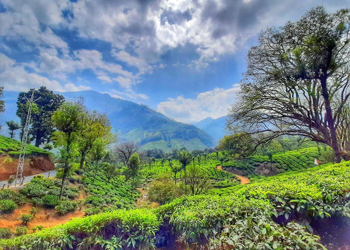 Munnar photo