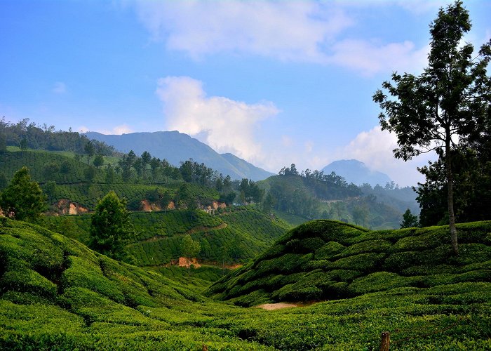 Munnar photo