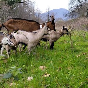 Farm House Godinje Hotell Exterior photo