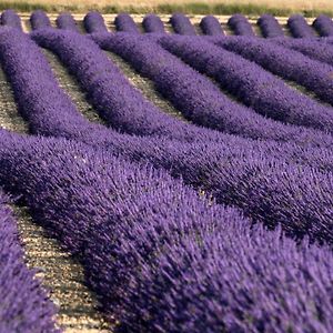 La Provencale Leilighet Valensole Exterior photo