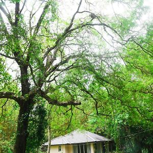 Debaraliyadda Estate Villa Pannala Exterior photo