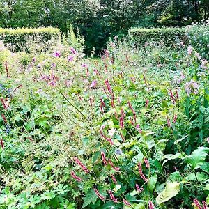 Overnacht Met Uniek Uitzicht Op Tuin Leilighet Boelenslaan Exterior photo