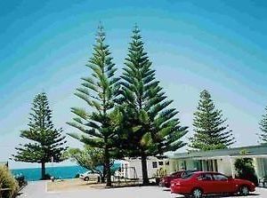 Norfolk Pine Beachfront Motel Kaikoura Exterior photo